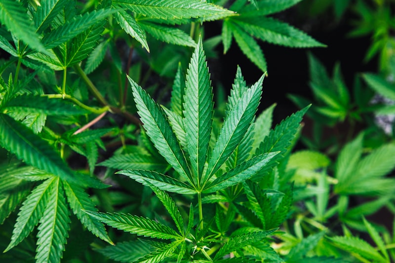 Cannabis Psychosis: Understanding the Risks of Intoxication