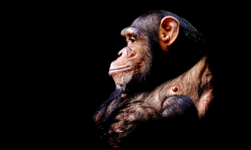 Comparative Psychology: Why Primates Reveal Our Origins