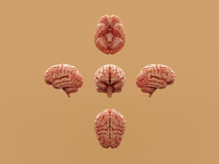 Equivalence Classes: How Your Brain Links Meaning