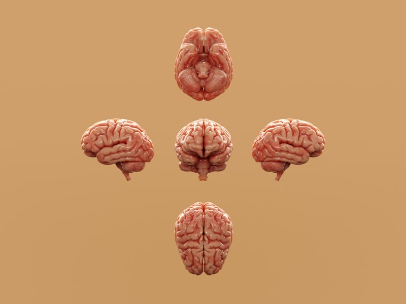 Equivalence Classes: How Your Brain Links Meaning