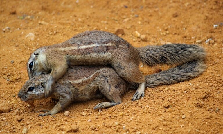 Male-Male Competition: The Evolutionary Drive for Dominance