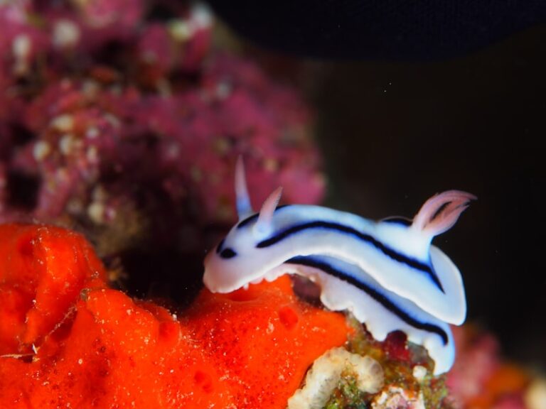 Neurobiology: Sea Slugs and the Secrets of Memory