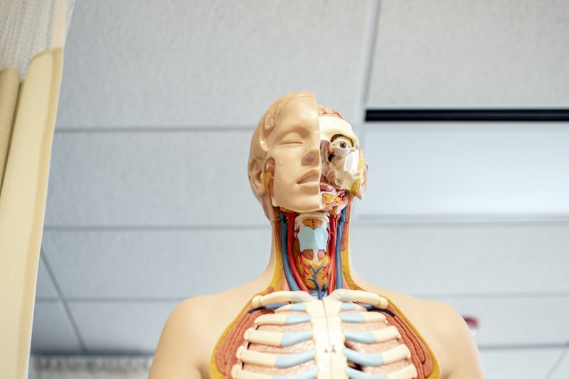 Psychosexual Anatomy: Understanding the Cowper’s Glands