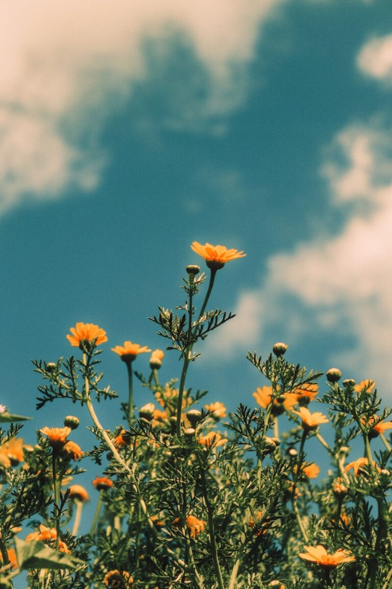 Aesthetic Theory: Why We Find Beauty in Nature