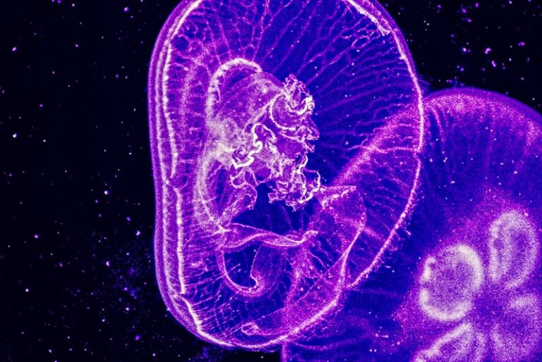 Embryonic Development: The Blueprint of Human Behavior