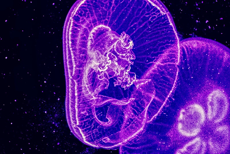 Embryonic Development: The Blueprint of Human Behavior