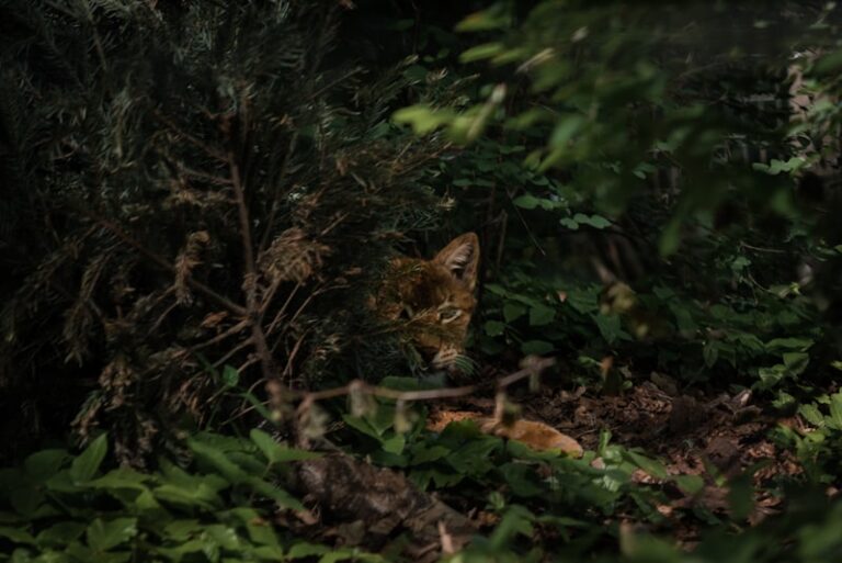 Field Research: Observing Human Behavior in the Wild