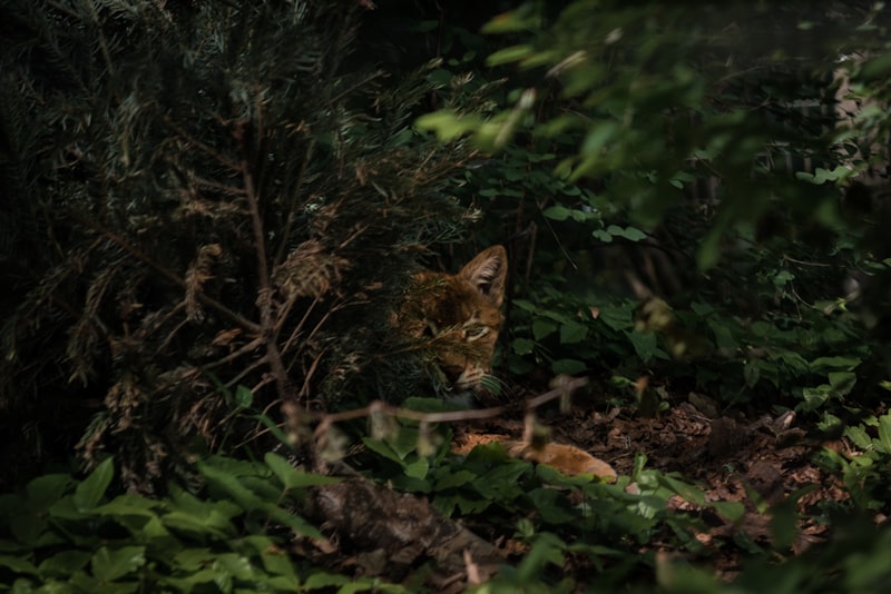 Field Research: Observing Human Behavior in the Wild