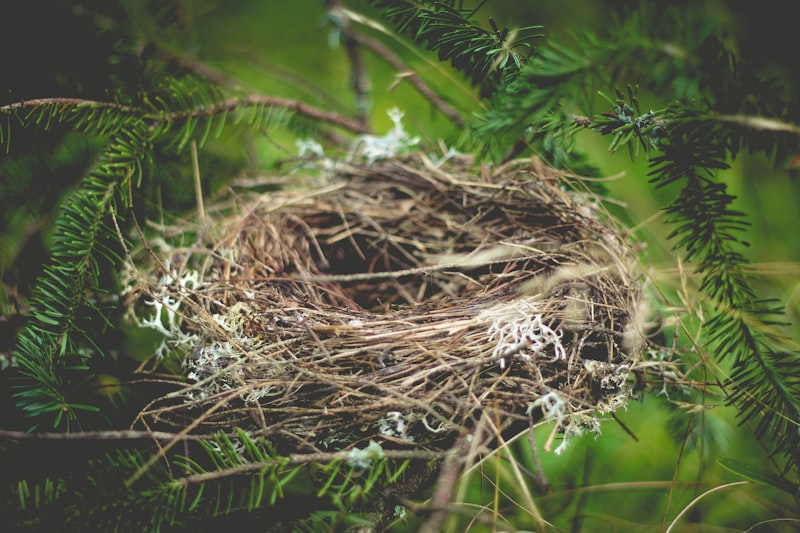Nest Building: The Psychology of Creating Your Sanctuary