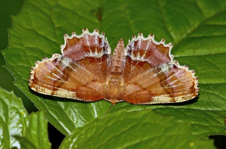 Aggressive Mimicry: The Science of Nature's Best Deception