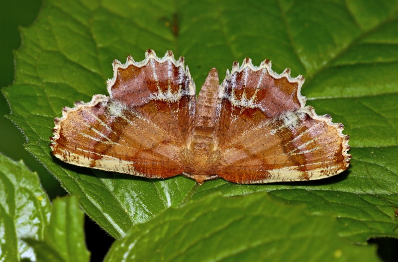Aggressive Mimicry: The Science of Nature's Best Deception