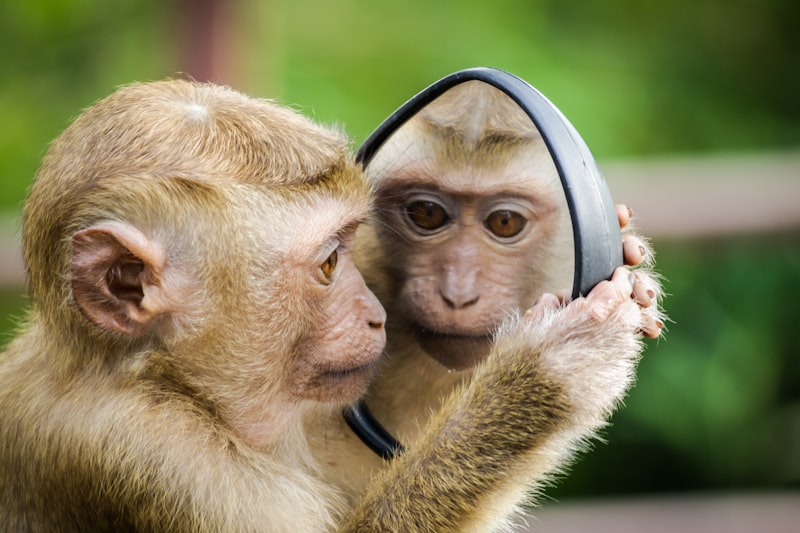 Animal Cognition: Decoding the Secrets of Non-Human Minds