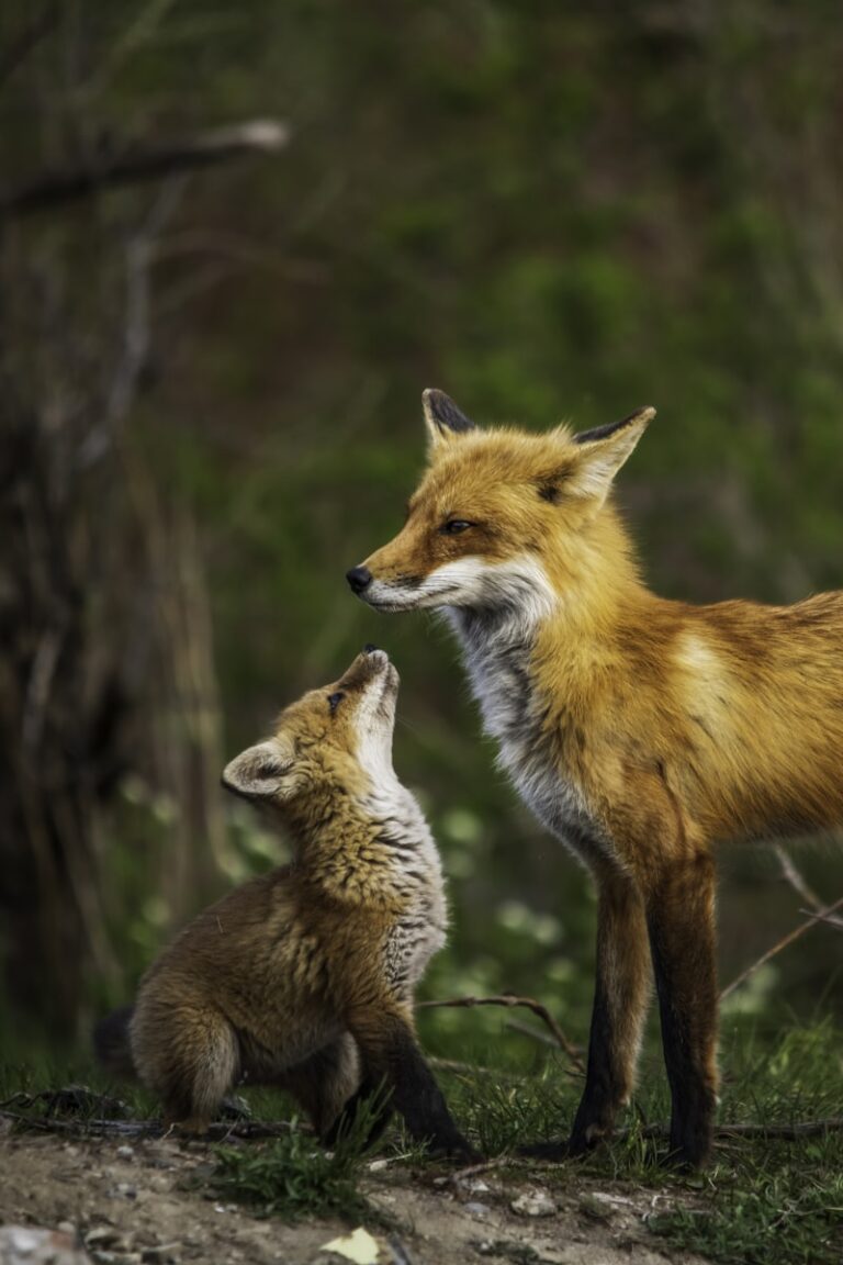 Animal Communication: Decoding the Language of Nature