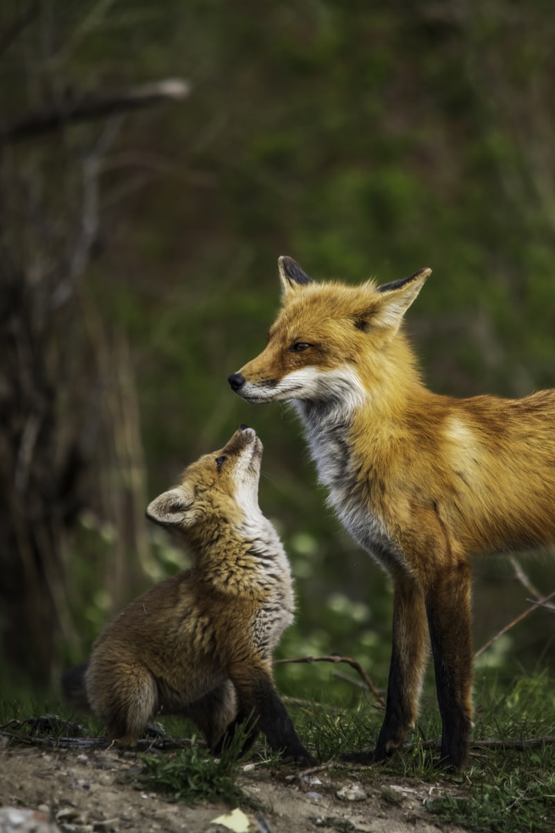 Animal Communication: Decoding the Language of Nature