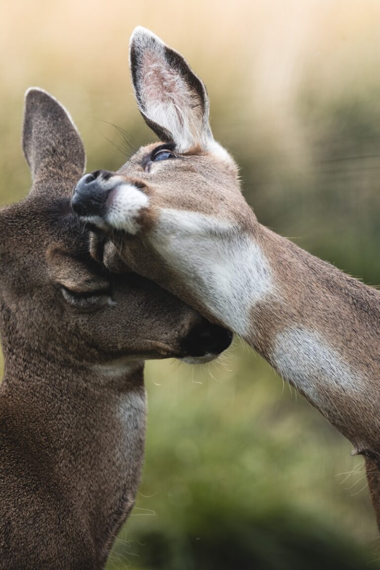 Animal Courtship: The Secret Rituals of Attraction