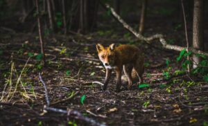 Animal Homing: The Hidden Instinct to Find Your Way Home