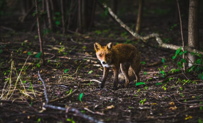 Animal Homing: The Hidden Instinct to Find Your Way Home