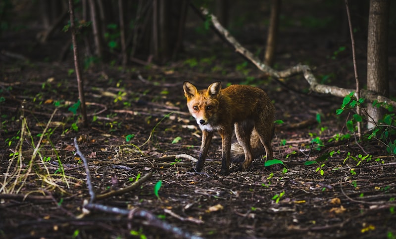 Animal Homing: The Hidden Instinct to Find Your Way Home