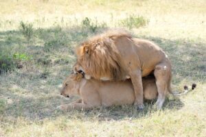 Animal Sexuality: The Evolutionary Drive Behind Desire