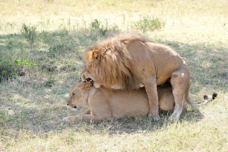 Animal Sexuality: The Evolutionary Drive Behind Desire