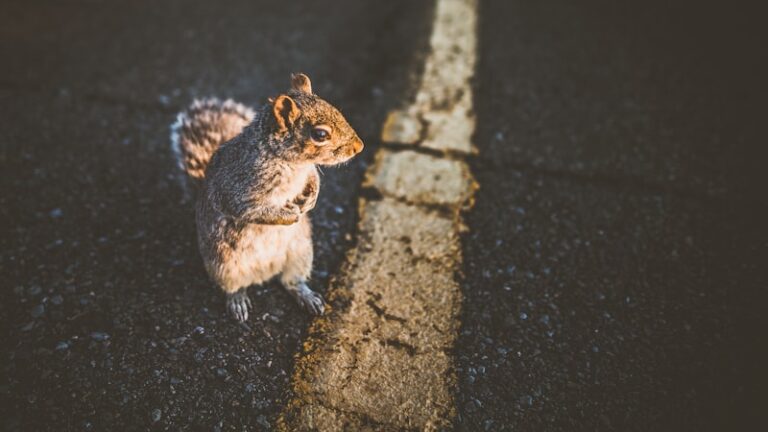 Animal Spirits: Why Irrational Instincts Rule Decisions