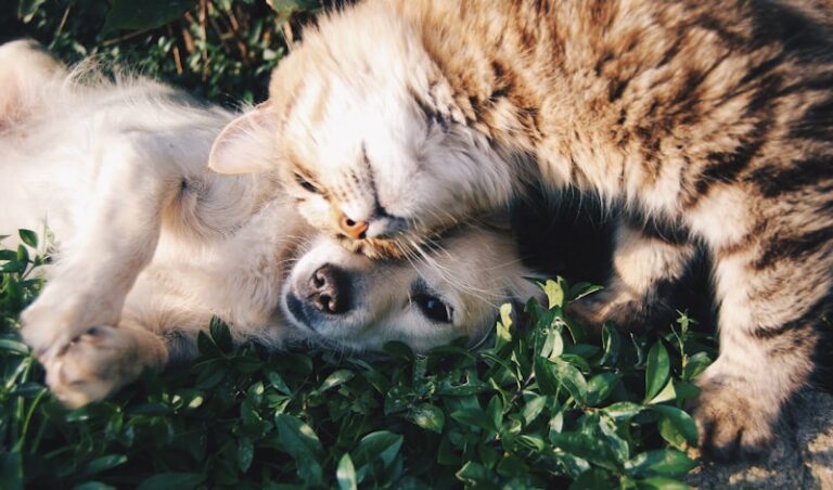 Anthropomorphism: Why We Project Our Selves onto Pets