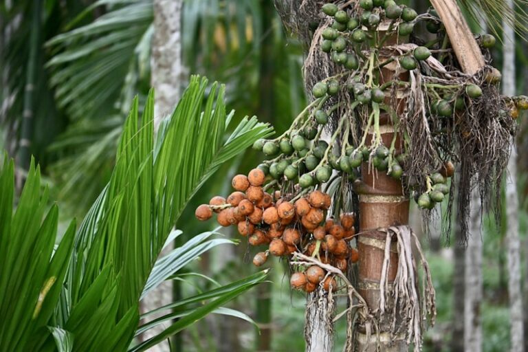 Areca Nut: The Psychology of Ritualistic Addiction