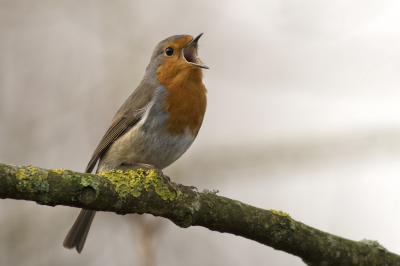 Avian Communication: The Hidden Psychology of Bird Song