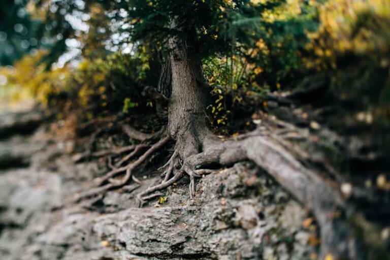 Behavioral Mapping: Uncover the Roots of Your Actions