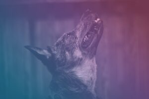 Behavioral Surveillance: Productivity’s Silent Watchdog