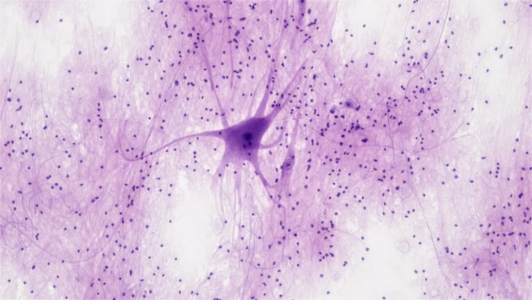 Betz Cells: The Giant Neurons That Command Your Movement