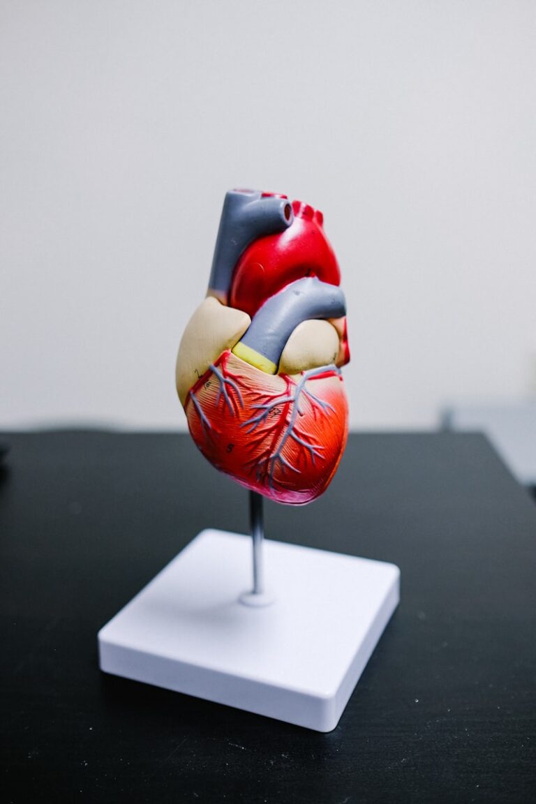 Biological Rhythm: The Psychology of a Steady Heart