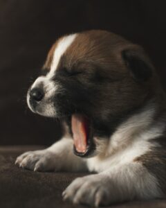 Canine Aboiement: Decoding Excessive Dog Vocalization