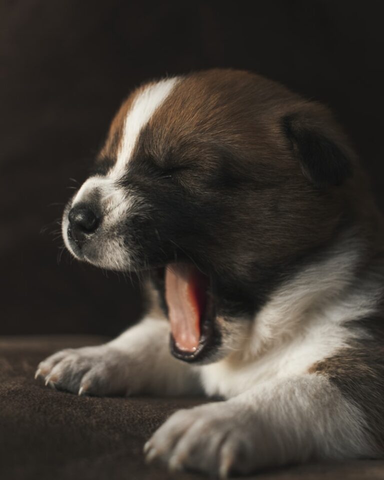 Canine Aboiement: Decoding Excessive Dog Vocalization