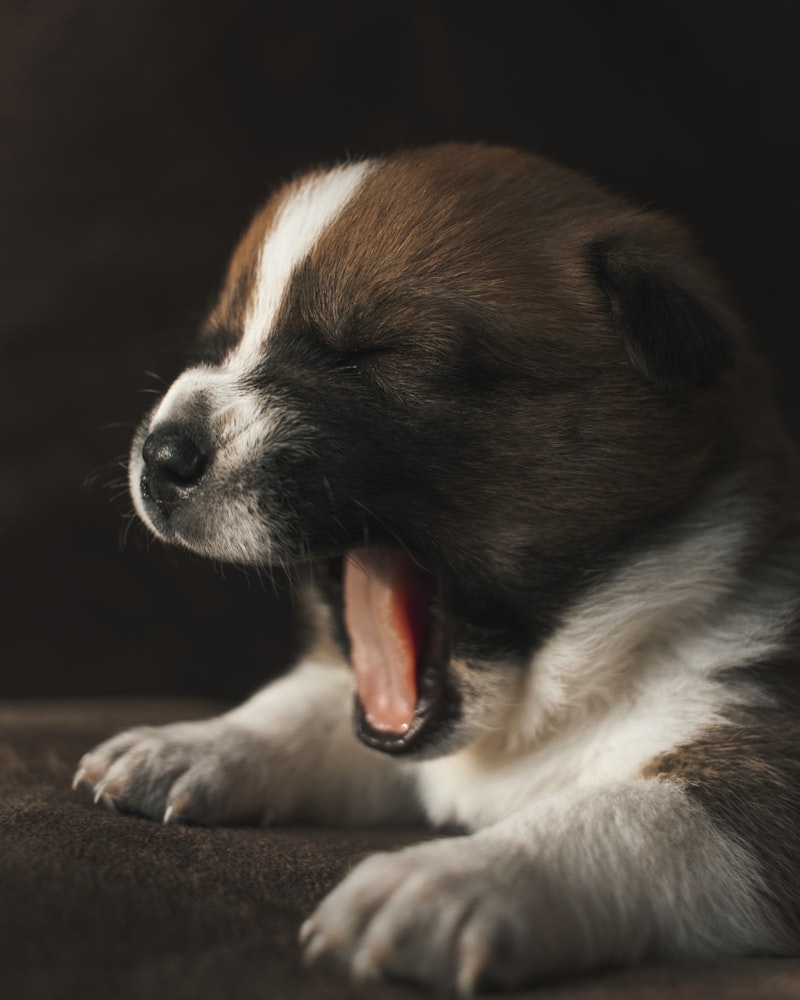 Canine Aboiement: Decoding Excessive Dog Vocalization