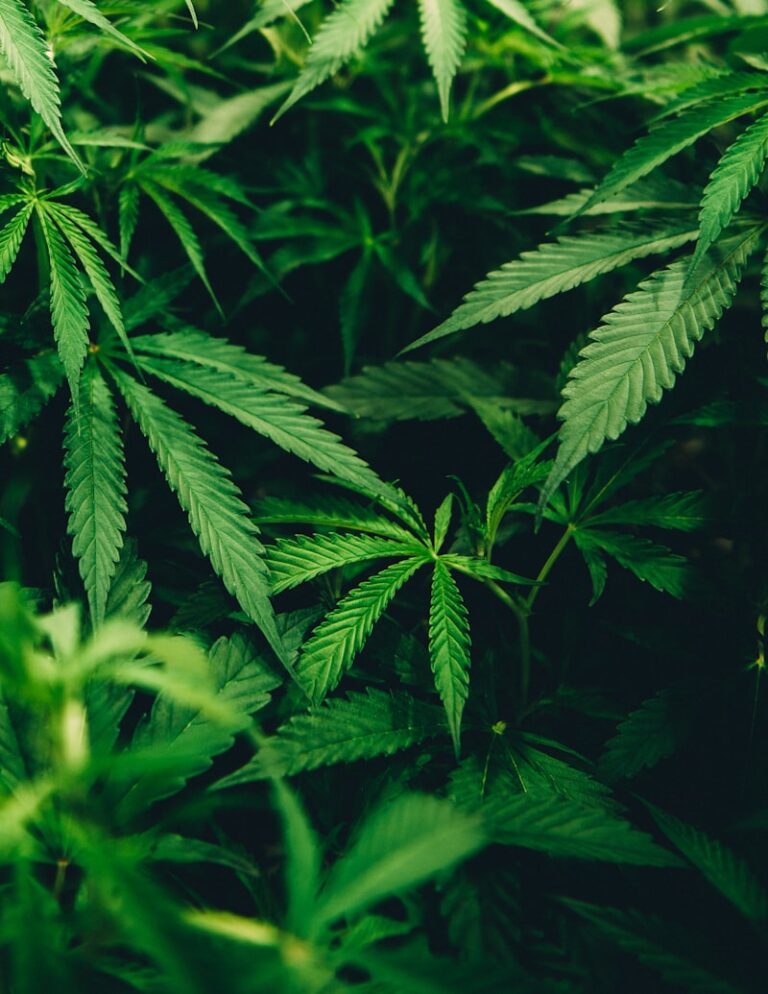 Cannabis Traditions: Ancient Roots, Modern Mindsets