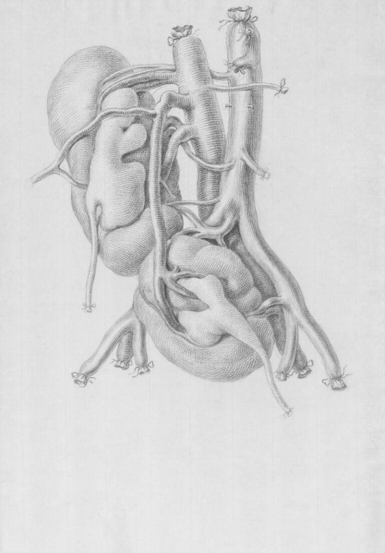 Cerebral Circulation: How Vital Arteries Fuel Your Mind