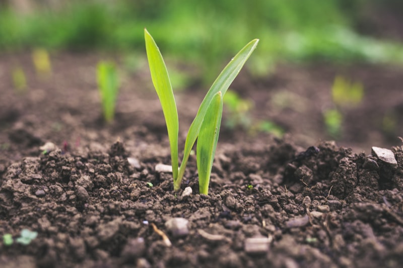 Cognitive Modeling: Predict Soil for Peak Growth