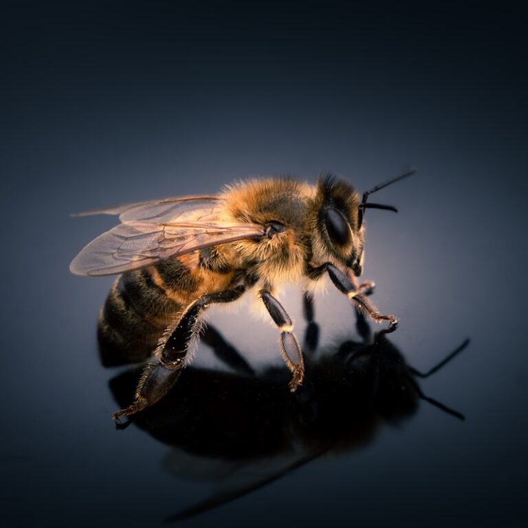 Collective Intelligence: How Bees Shape Social Psychology