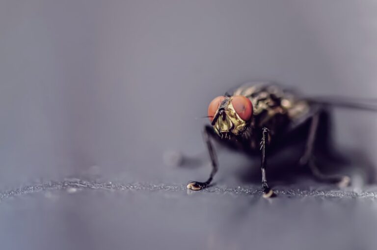 Comparative Psychology: What Tiny Flies Reveal About Us