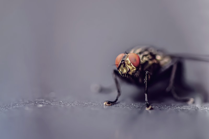 Comparative Psychology: What Tiny Flies Reveal About Us
