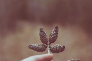 Countershading: How Nature Tricks Your Perception