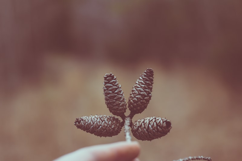 Countershading: How Nature Tricks Your Perception