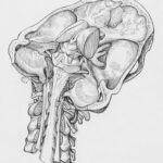 Neurodevelopment: Unraveling the Mystery of Cyclopia