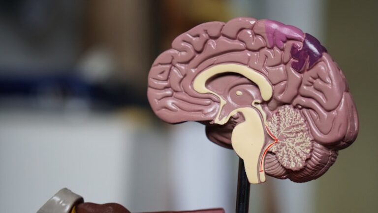 Dale's Principle: How Neurons Communicate Your Mind