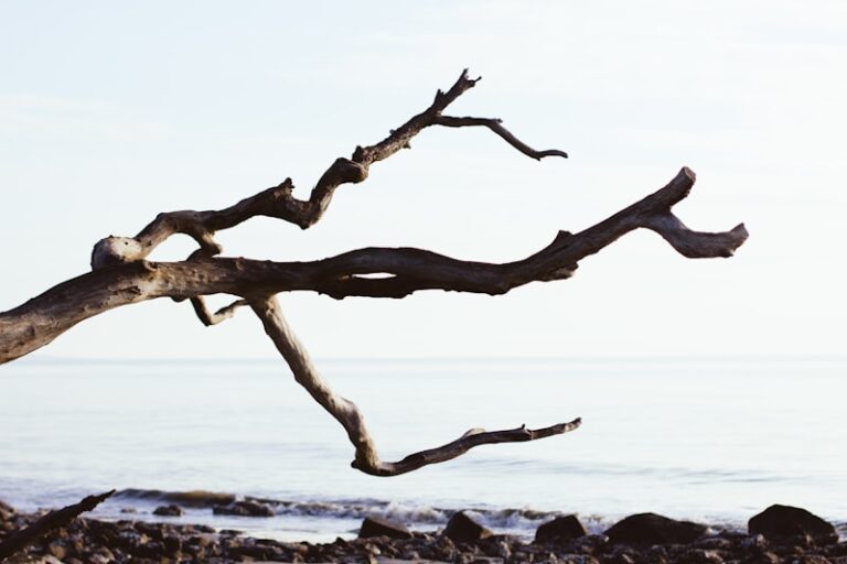 Dendritic Branching: Sculpting Your Reality