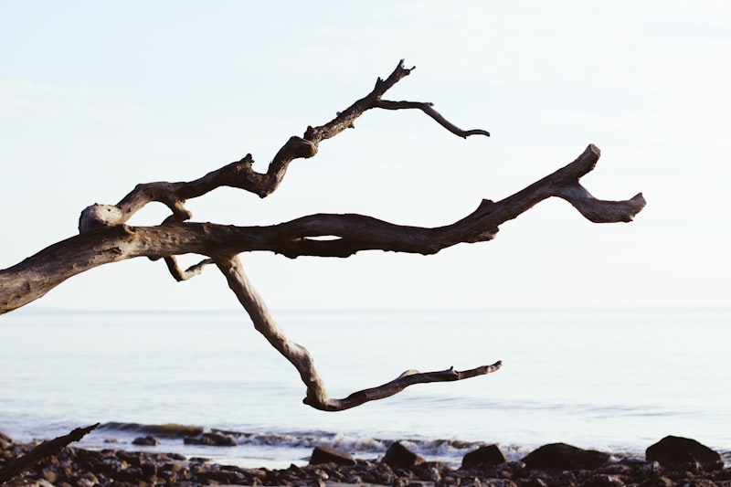 Dendritic Branching: Sculpting Your Reality