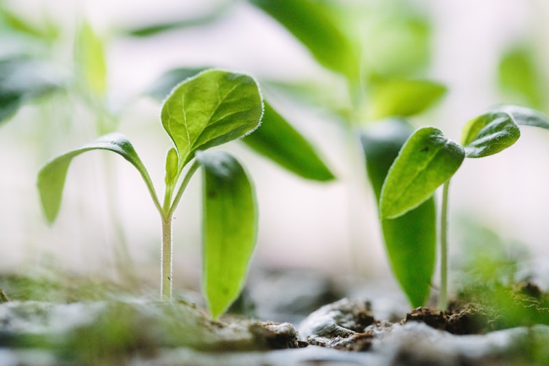 Developmental Biology: Fueling the Seeds of Potential