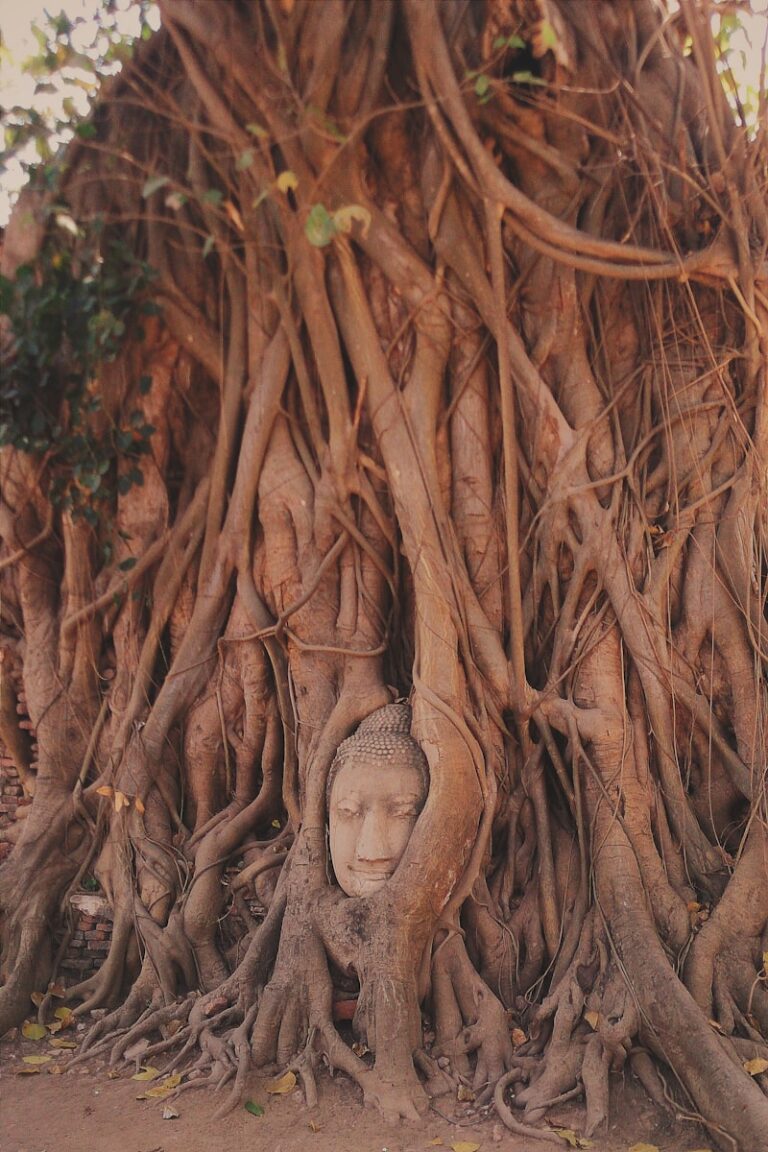 Dyssocial Personality: Decoding the Roots of Callousness