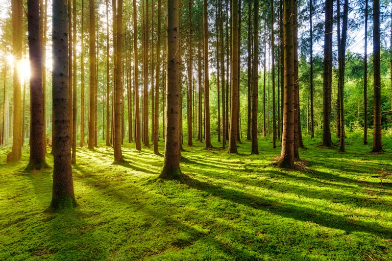 Ecological Niche: How Your Surroundings Define You